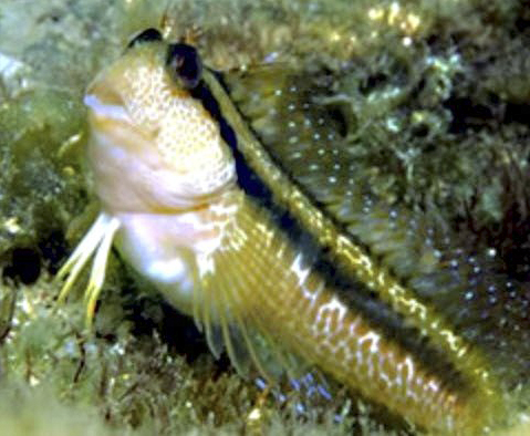 Parablennius pilicornis_0009